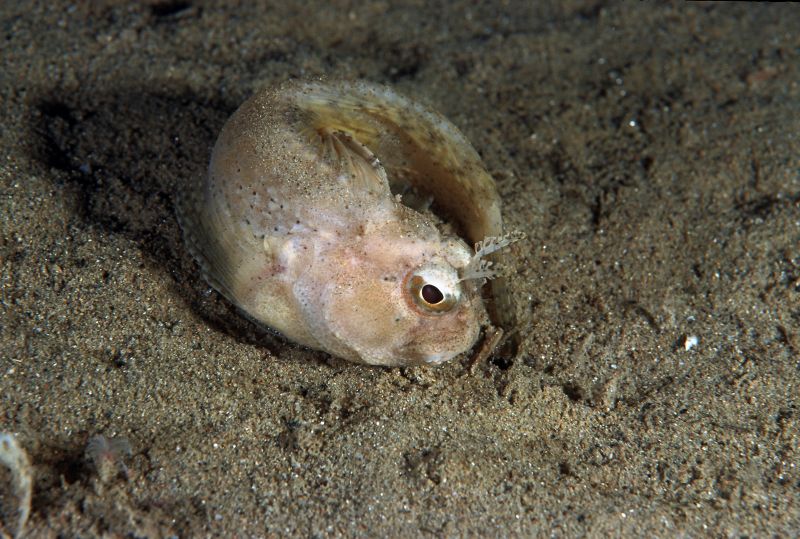 Blennius ocellaris